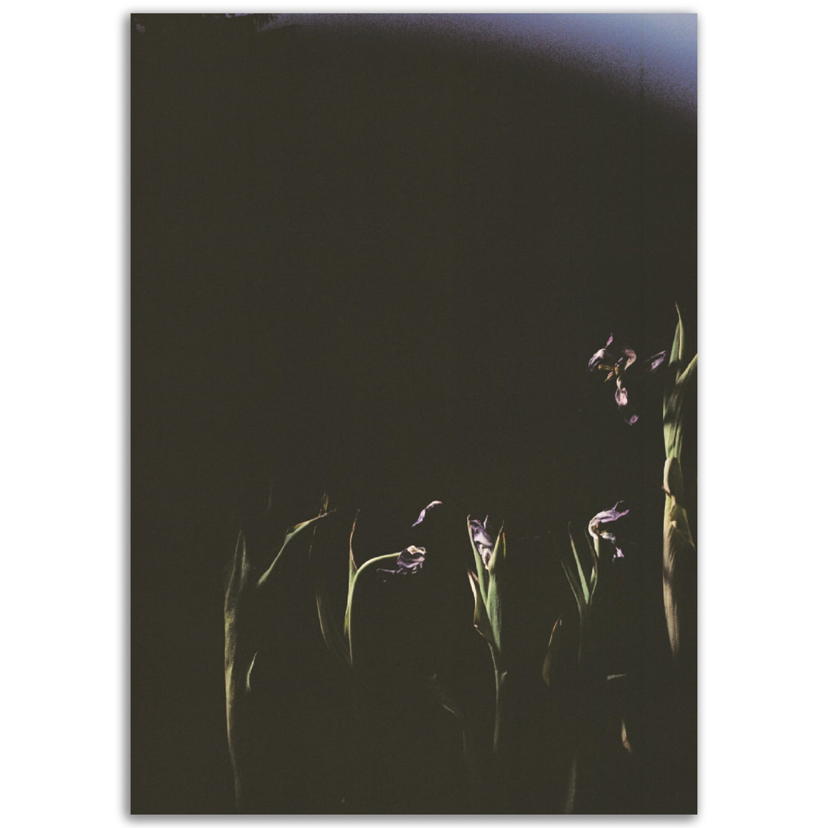 Torpid | Museum-Quality Matte Paper