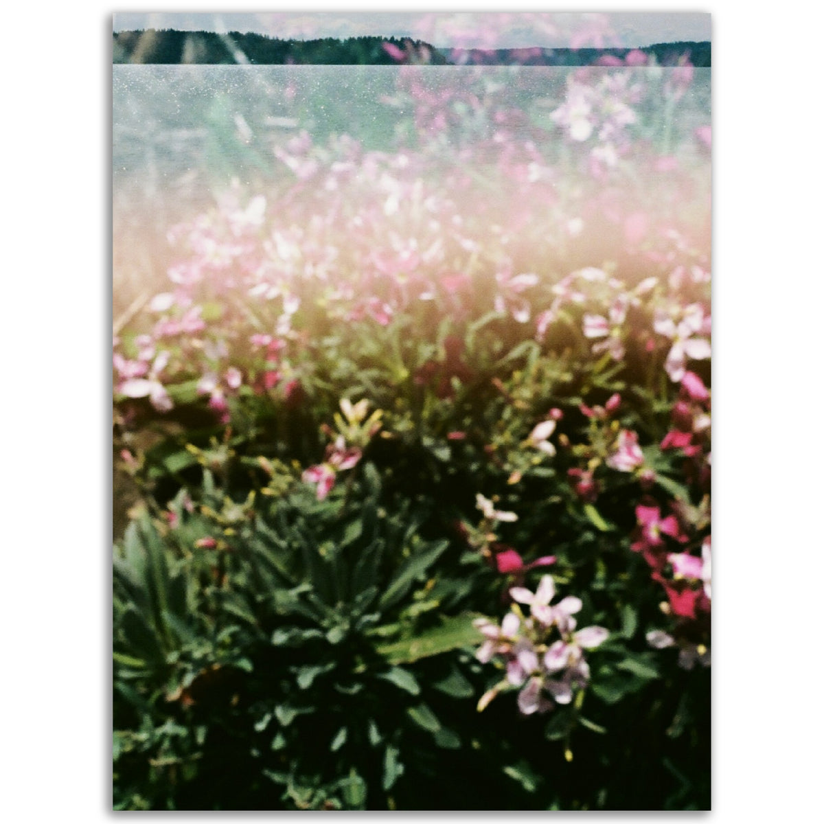 Compassionate Memories | Museum-Quality Matte Paper
