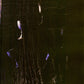 Animist Retreat